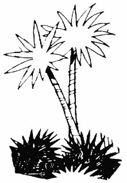 palm